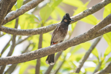 Red Vented Bulbul (Pycnonotus cafer)