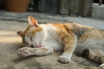 cat has groomimg herself at the roadside
