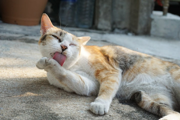 cat has groomimg herself at the roadside