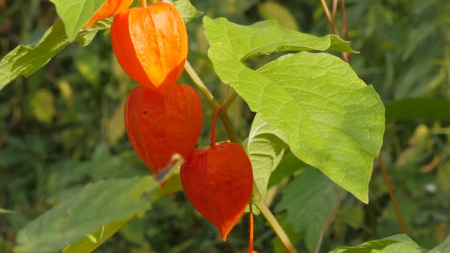 Orange Lanterns Physalis Alkekengi