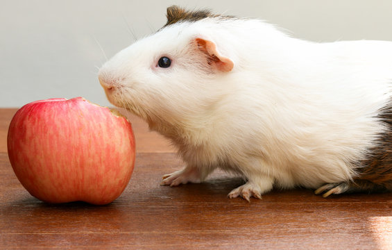 Guinea pigs are bite apple on the desk, A popular household pet.