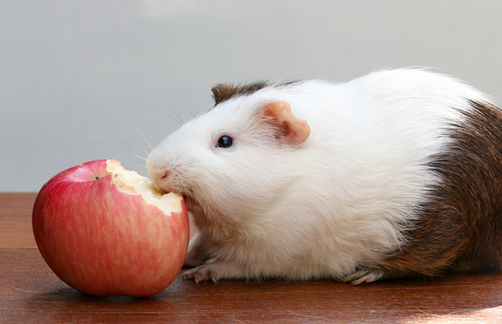 Guinea pigs are bite apple on the desk, A popular household pet.