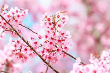 Fototapeta na wymiar Wild Himalayan Cherry Blossoms in spring season (Prunus cerasoides), Sakura in Thailand, selective focus, Phu Lom Lo, Loei, Thailand.
