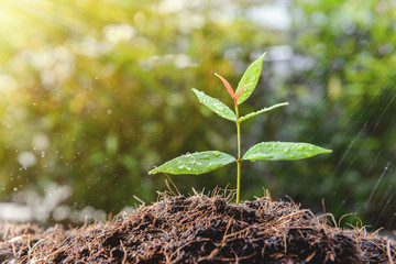 Young plant is growing from the ground and water drop from rain as watering with warm light