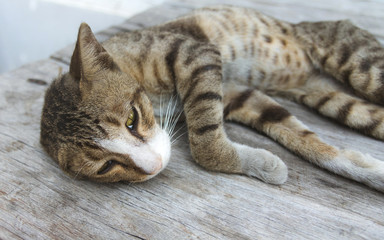 Cute cat is sleeping on wooden table.