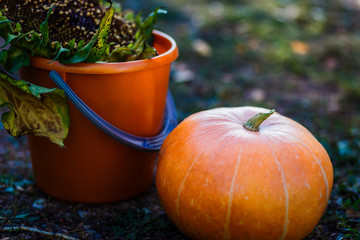 Fototapeta na wymiar beautiful orange pumpkins and orange bucket outdoors