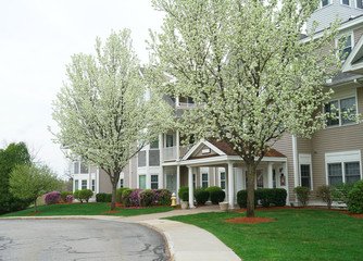 apartment building with spring trees landscape