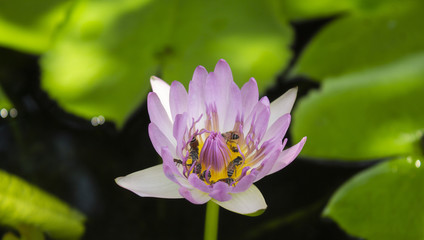 pink lotus and green leaf lotus in the river