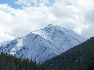 Medium shot of a breathtaking contast of the green aspen trees in the forest  With a view of the snow-capped summit of Grays Peak in the Colorado Rockies.