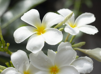 Fototapeta na wymiar beautiful white plumeria flowers in garden
