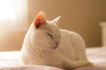 Obraz premium white cat on bed