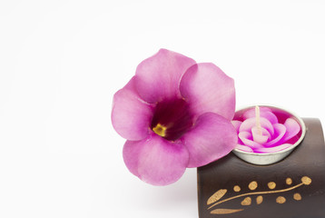 Beautiful Purple Allamanda flower blooming with candle fantacy on white background