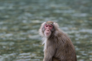 Japanese macaque at Kamikochi forest