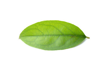 Fototapeta na wymiar Green leaf isolated on the white background
