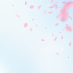 Sakura petals falling down. Romantic pink flowers 
