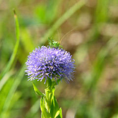 Grasshoper on flower close up