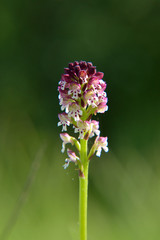 Obraz premium Close up flower head on meadow