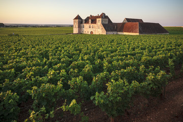 Fototapeta na wymiar vineyards in burgundy after sunrise