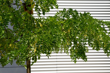 Building exterior and tree detail