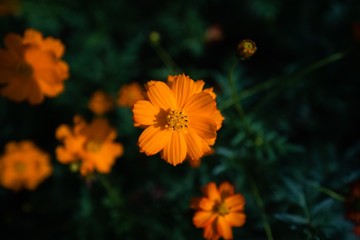 Yellow Daisy Flowers Blooming in Summer