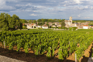 Fototapeta na wymiar Vineyards in Bourgogne 