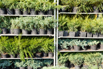 Agriculture plants in greenhouse. Nursery, sale.