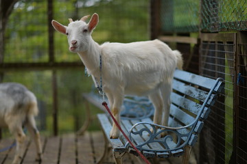 Obraz premium Silly Goat on Bench