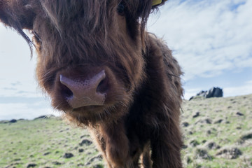 Cattle close up