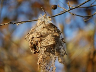 Medium shot of brown dead leaves in a tree where leaf tiers attack or webformers wrapped with strands of silk as shelter, with blurred background 