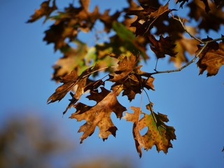 Beautiful colors of leaves autumn hanging from a tree against light blue skies