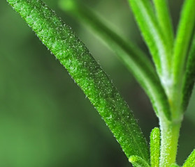 Macro Photo of Tiny Green Plant Isolated on Background