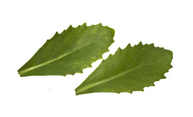 plant leaf isolated on white background
