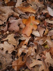 Dried brown leaves blanket the ground after they fell from the trees in autumn