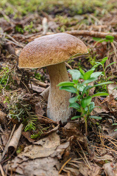 cep in forest closeup