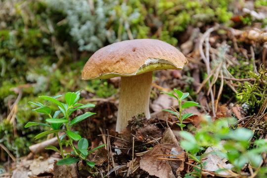 cep growing in the forest