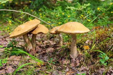 orange-cap boletus in the woods