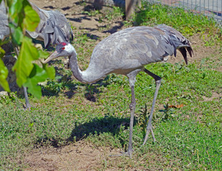 crane on a walk