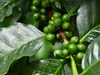 coffee green natural