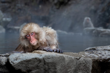 Japanese snow monkeys enjoying the warmth of the hot springs in a hot pool
