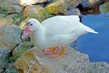 beautiful duck on the lake shore