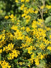 Beautiful nature spring time yellow flower 