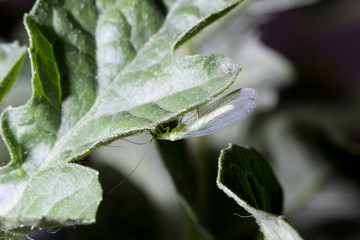 crisopa adulta sobre hoja de sand&iacute;a