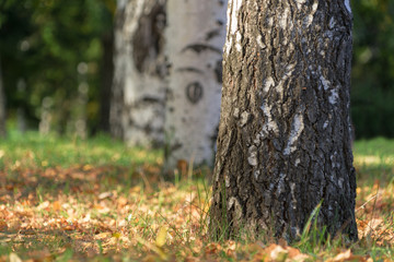 A trunk of a birch close up