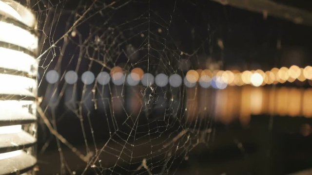 The spider on a cobweb during nighttime.