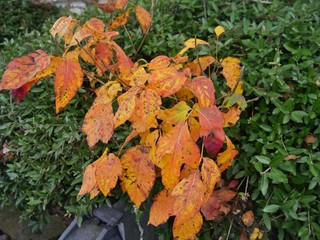 Colorful fallen leaves in the forest floor in a state park in autumn