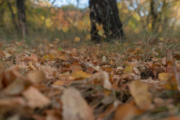 Forest in early autumn. Yellow leaves and grass.