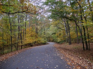 Scenic winding road in a state park showered with fallen leaves and bordered by colorful trees 