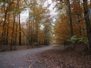 Fall scenery in the forest with fallen leaves and colorful trees 