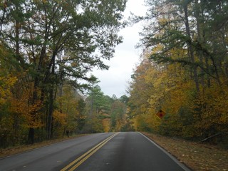 Fototapeta premium Paved road bordered with trees with colorful leaves in a state park in autumn