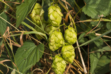 eine Hopfentraube am Boden